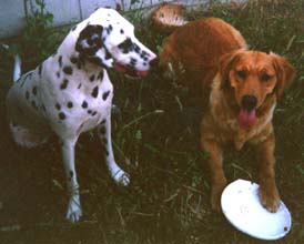 Teddydog and Mollie