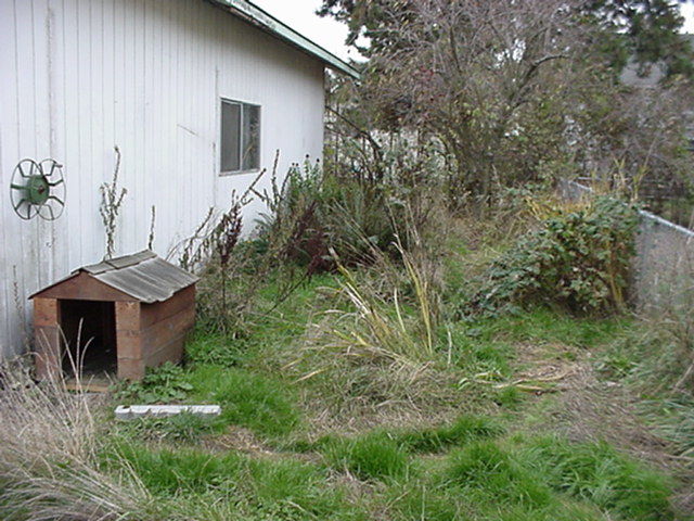 Overgrown Back Yard